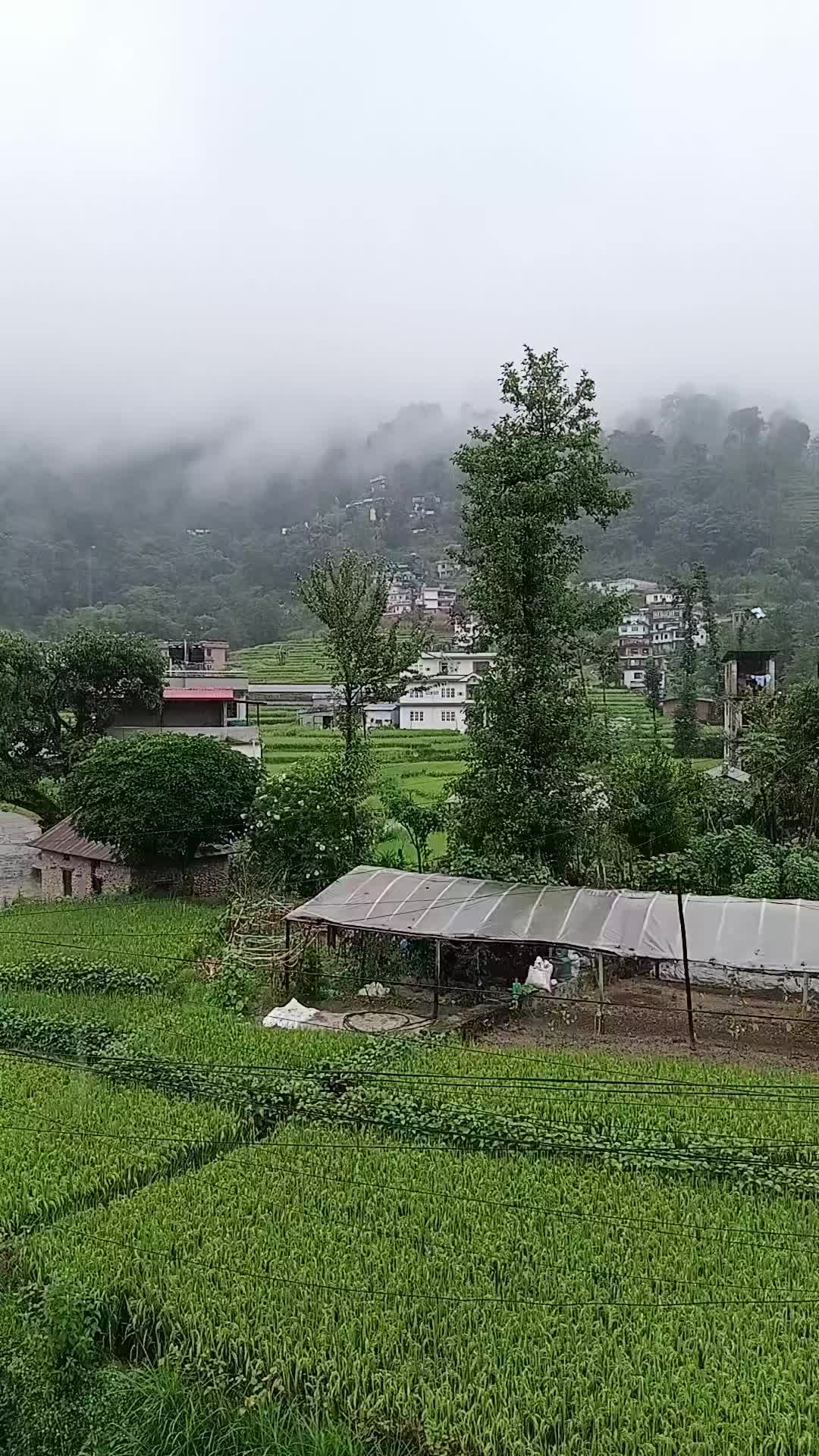 @Kamala Panta206