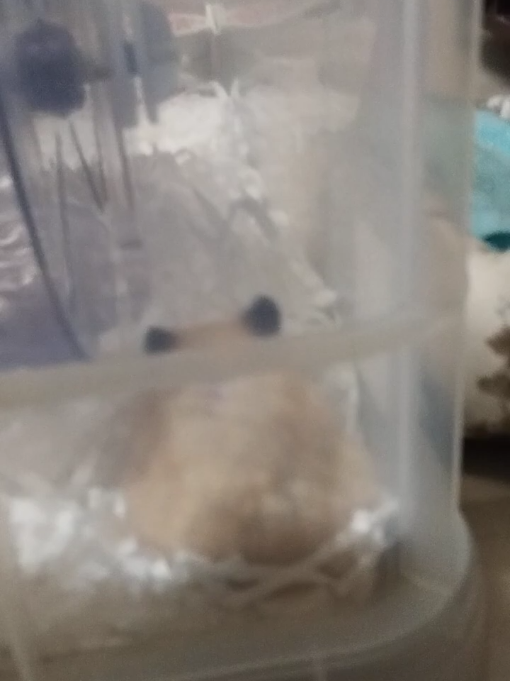 @鼠不盡的精彩