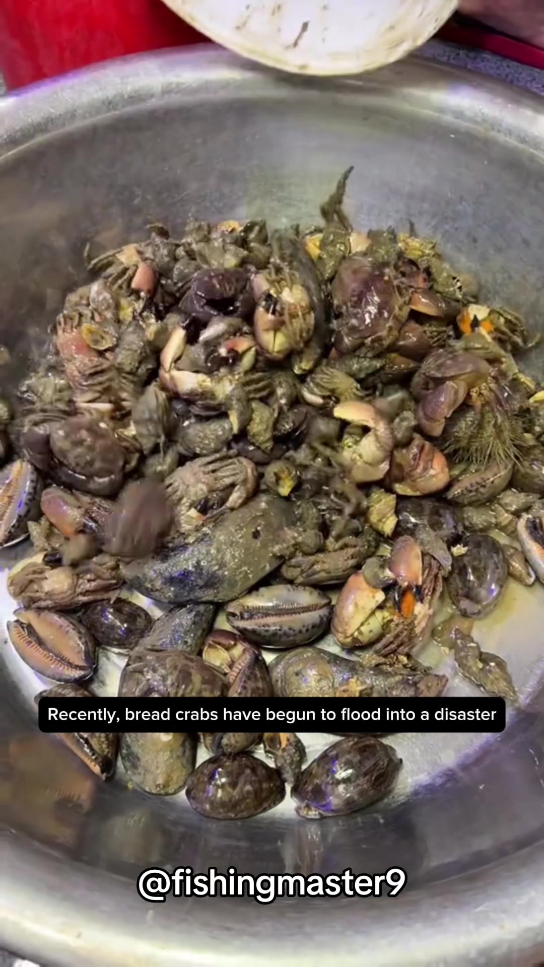 @Catch fish by hand