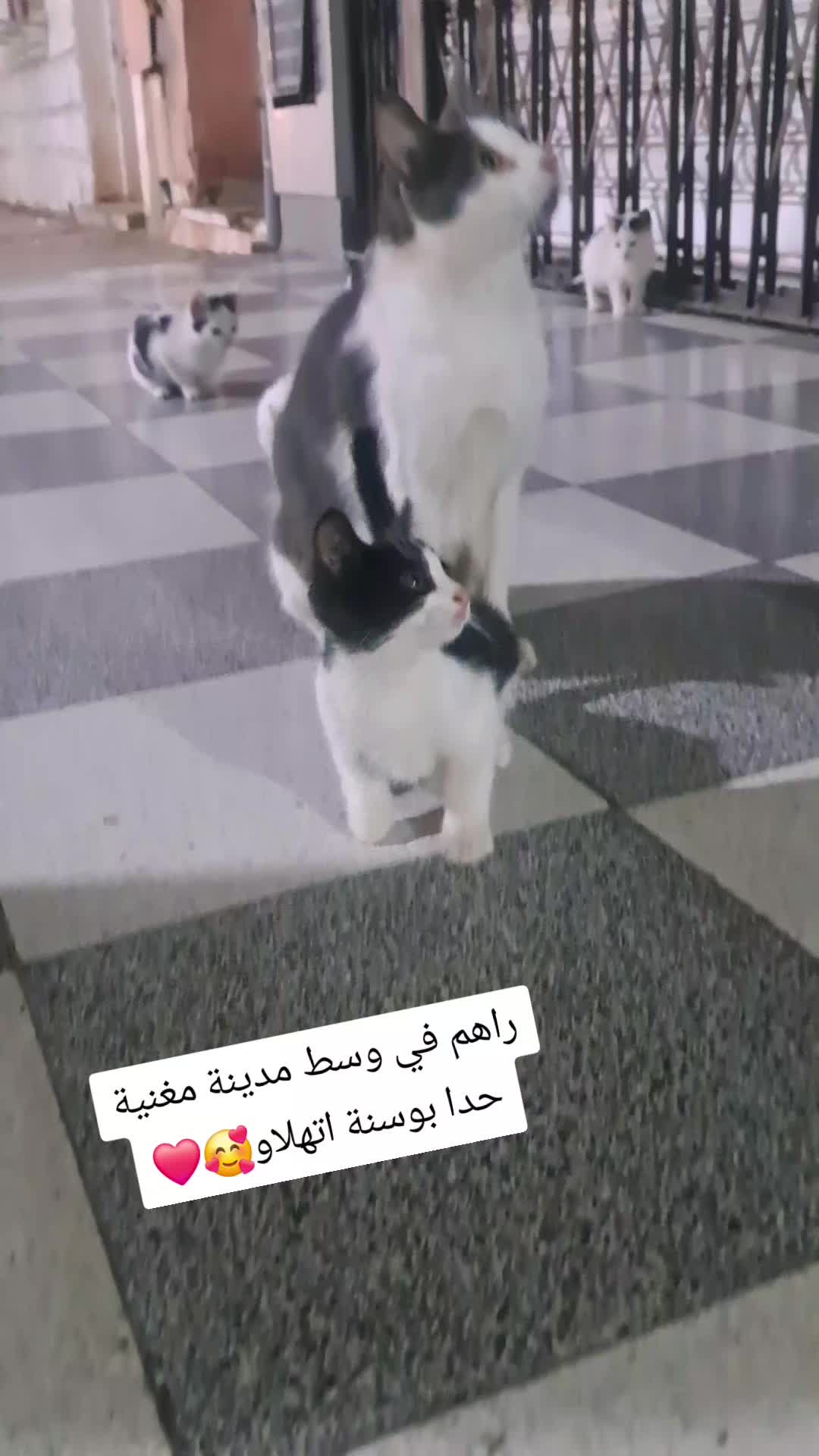 @Achour Benali