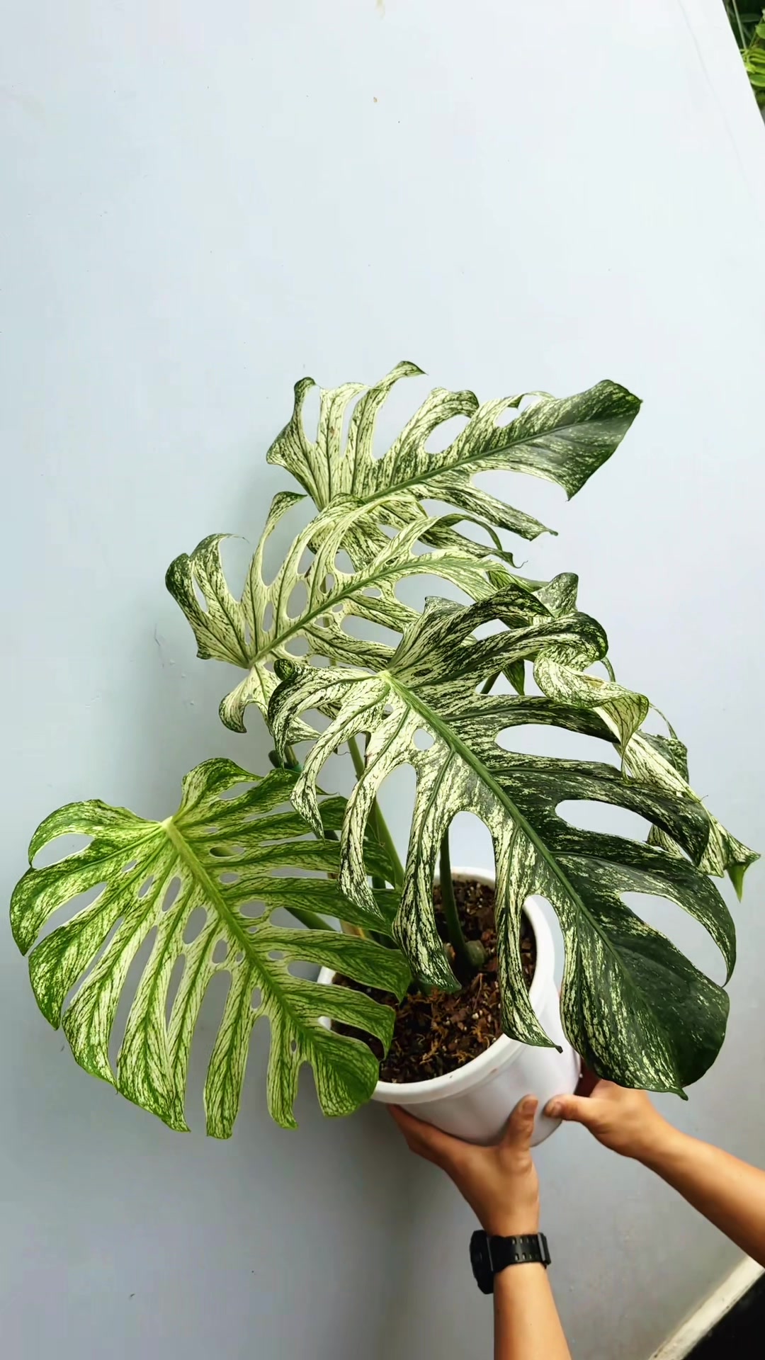 @Plantlife50