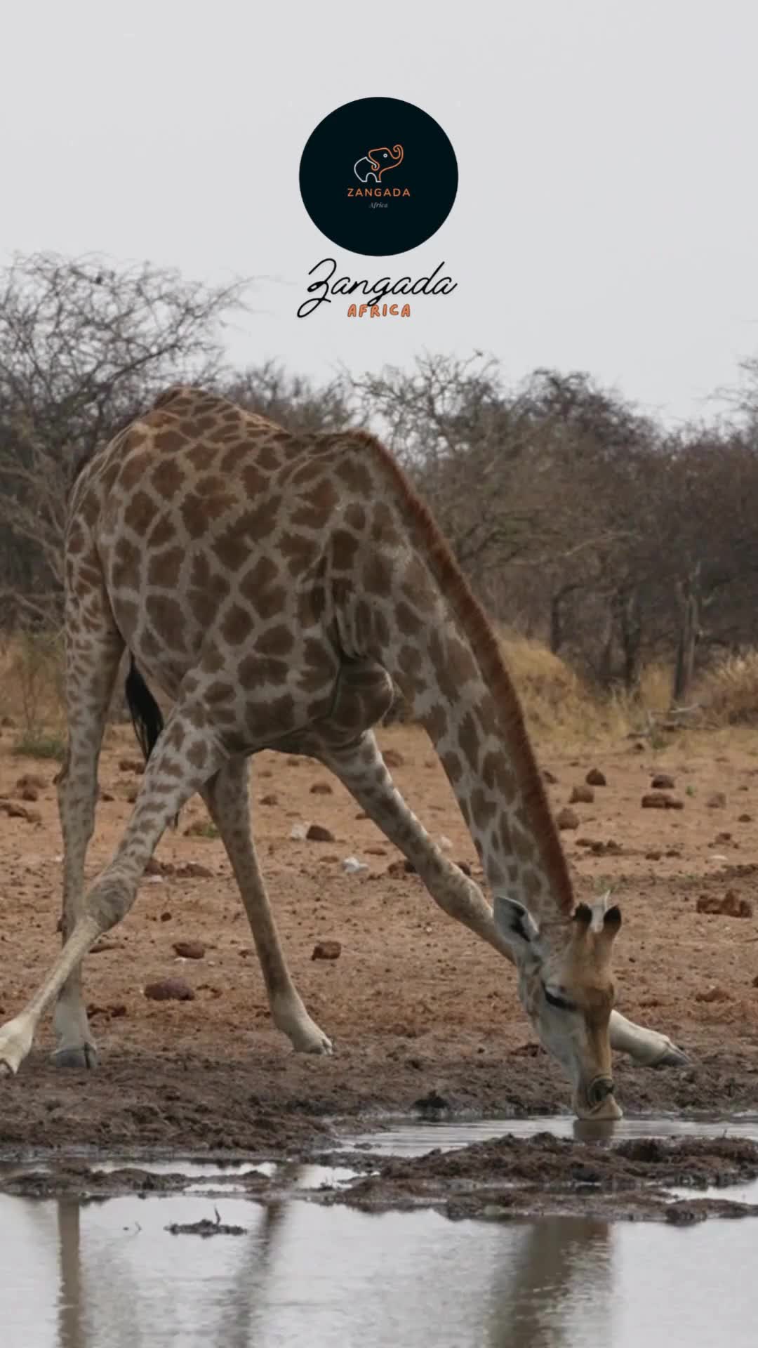 @Zangada Africa