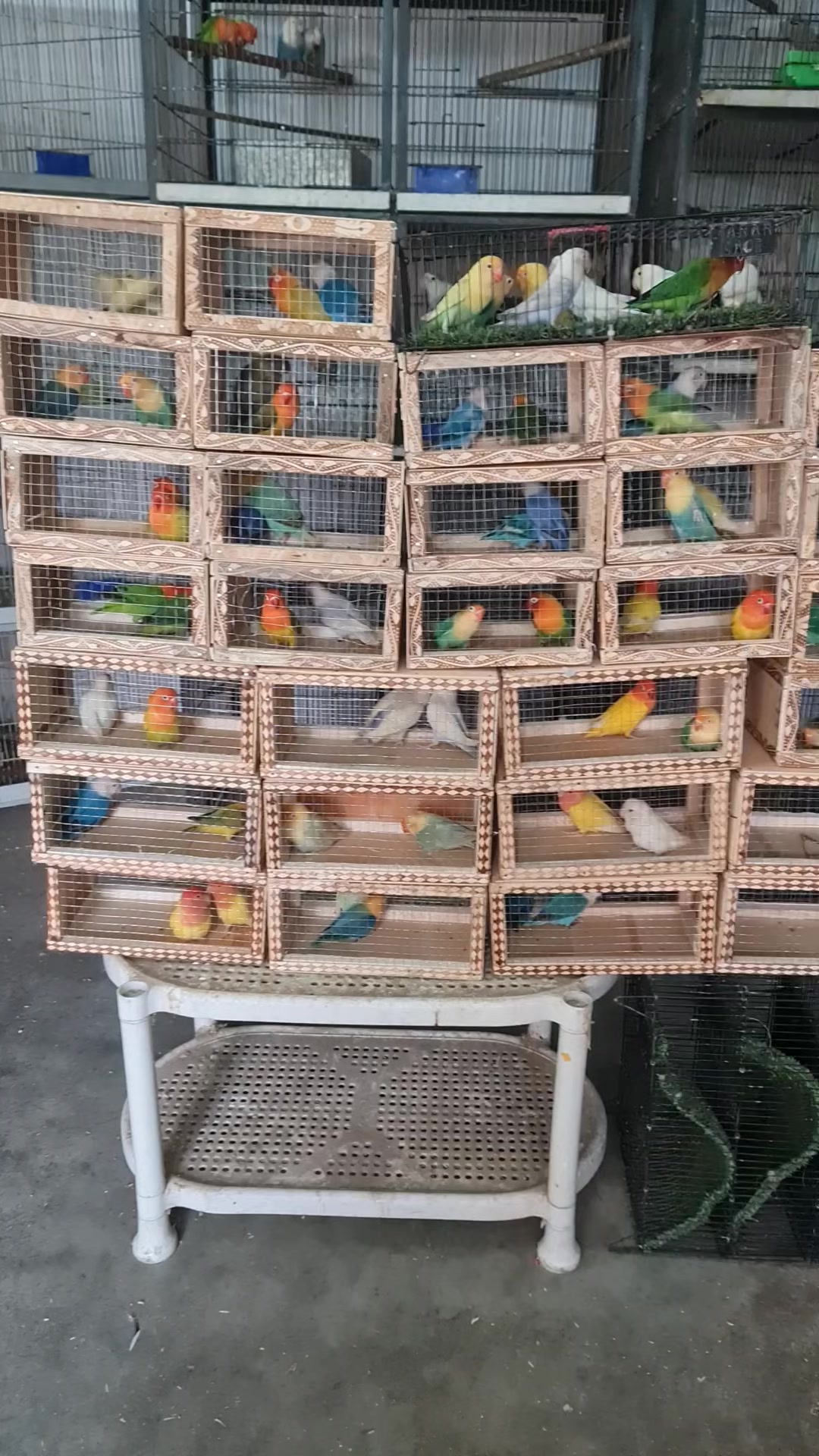 @ROYAL BIRD US