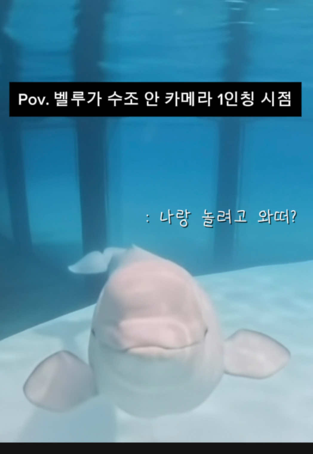 @DolphinTok