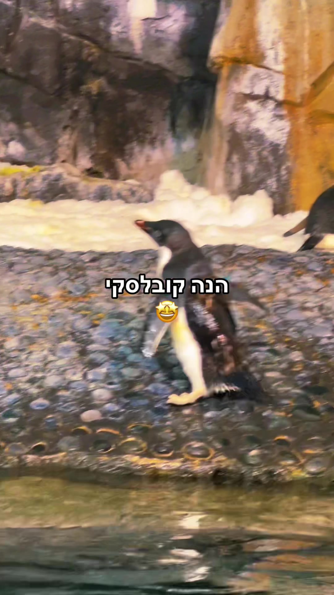 @מרשמלו סיקרט