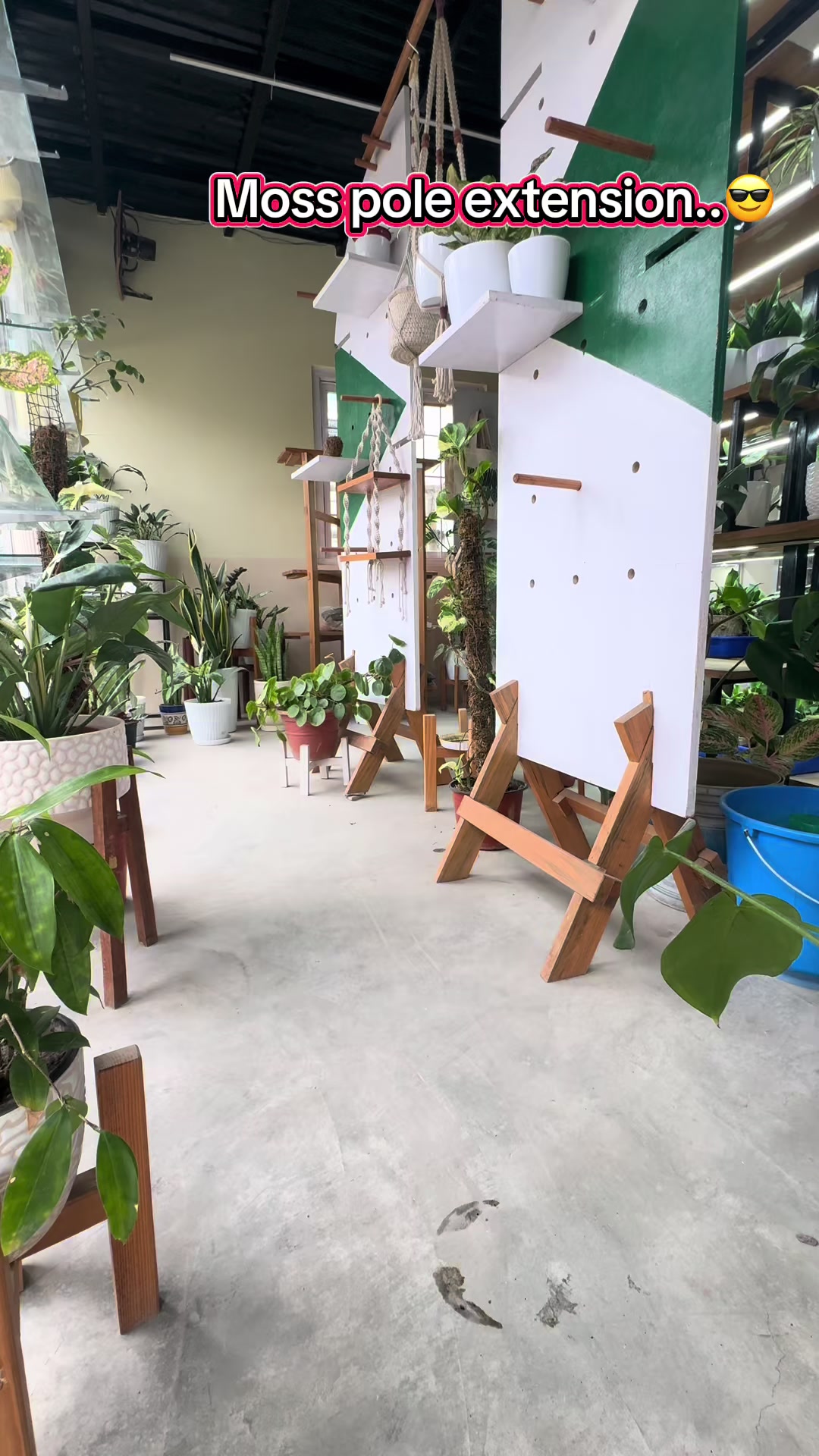 @Plants_for_house_decore