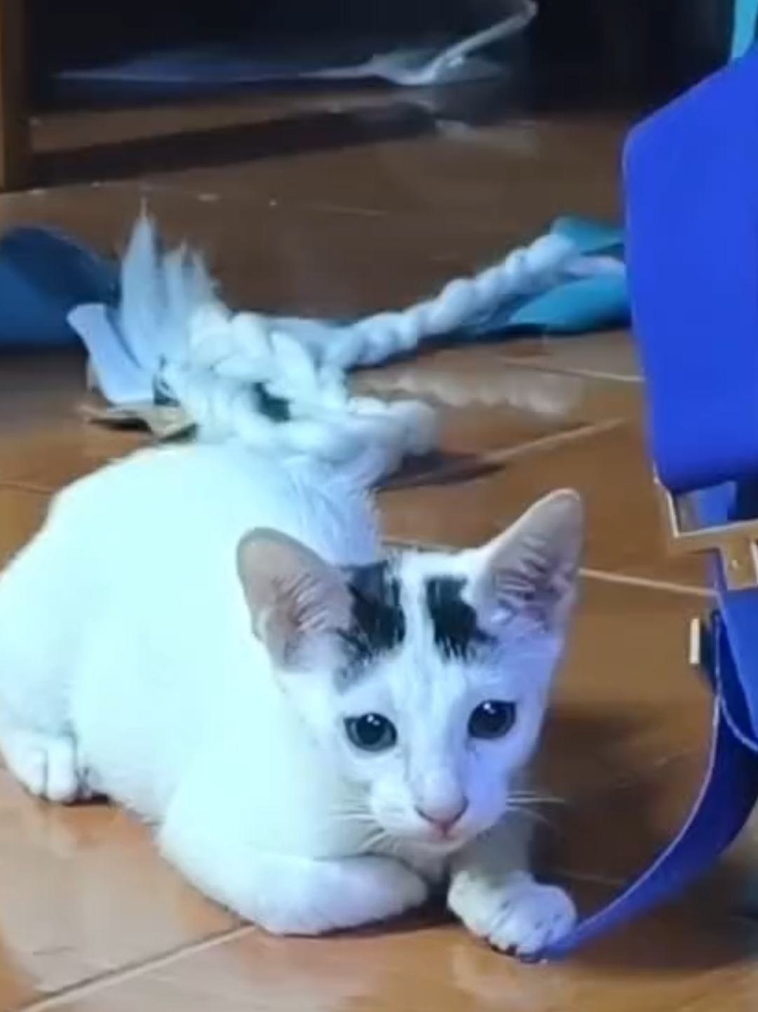 @đNora Chan(đ
źđ
°đ
şđ
´ đđ
ż)đ