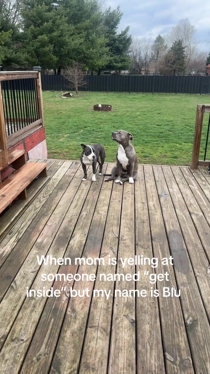 @OurPittieLittleLife🐶