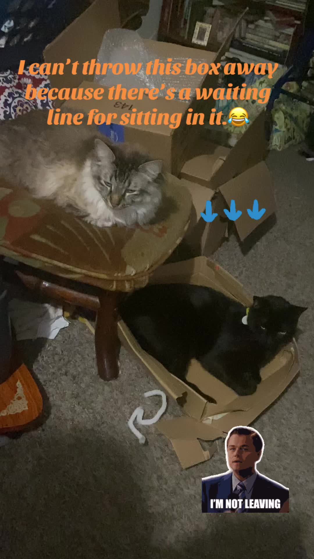 @🐈⬛🐈Shelby🐈