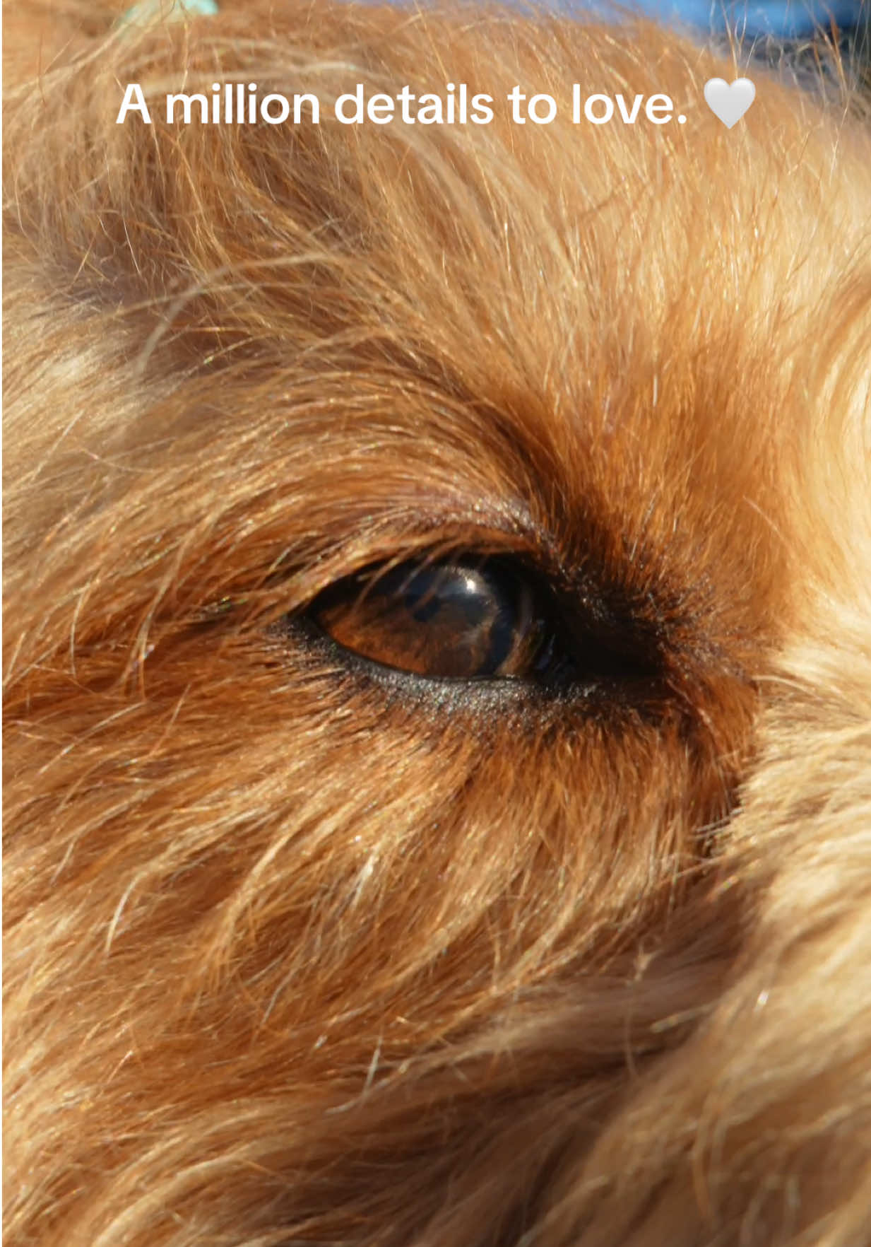 @Brodie The Goldendoodle