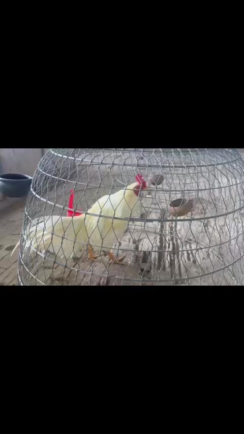 @Quốc Bảo ( baosting)