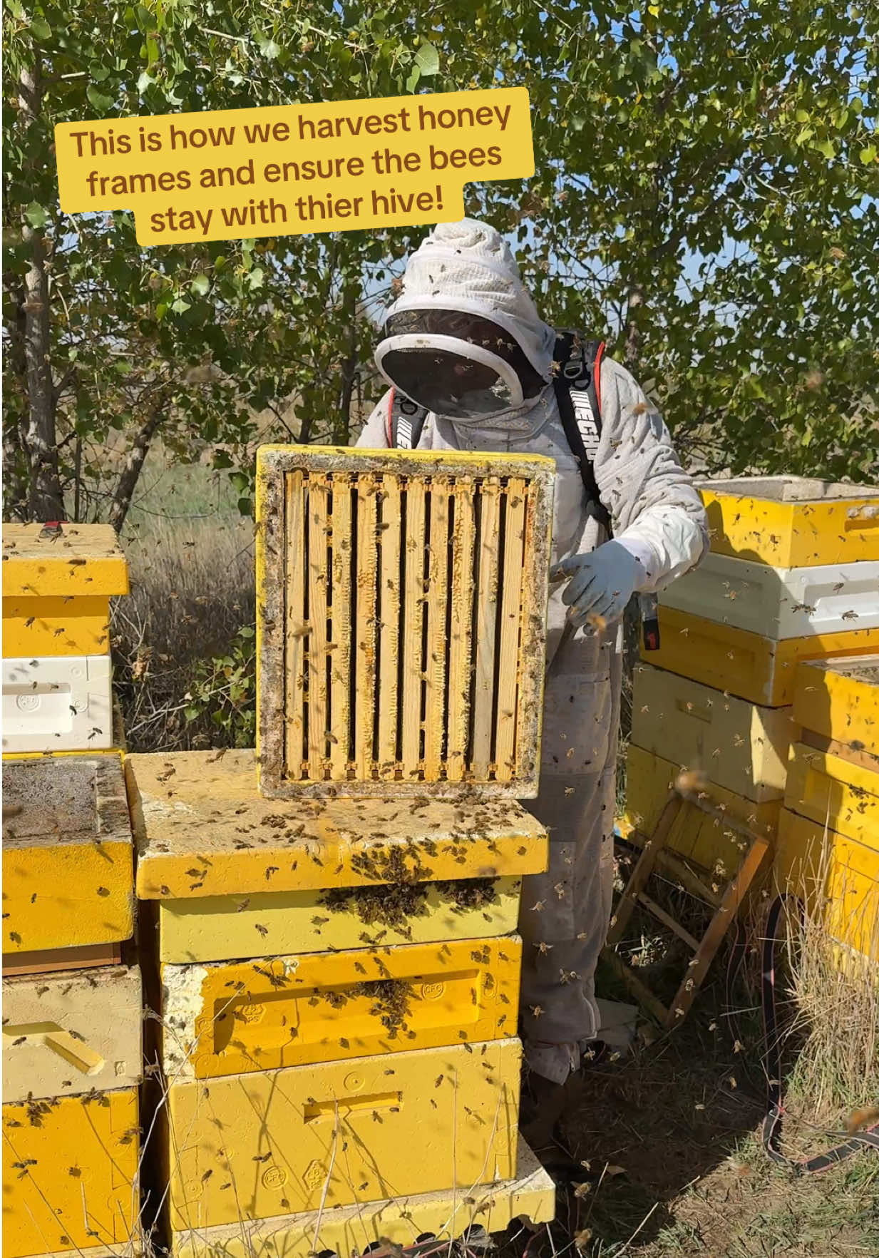 @Bj&ouml;rn&rsquo;s Colorado Honey