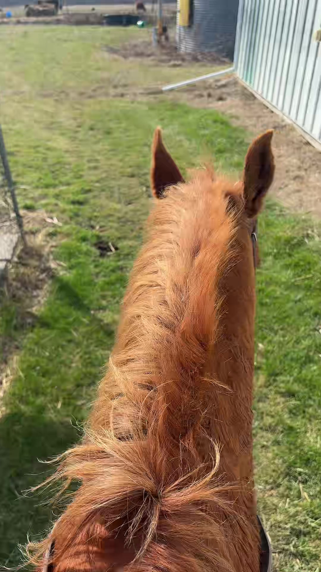 @That one horse girl