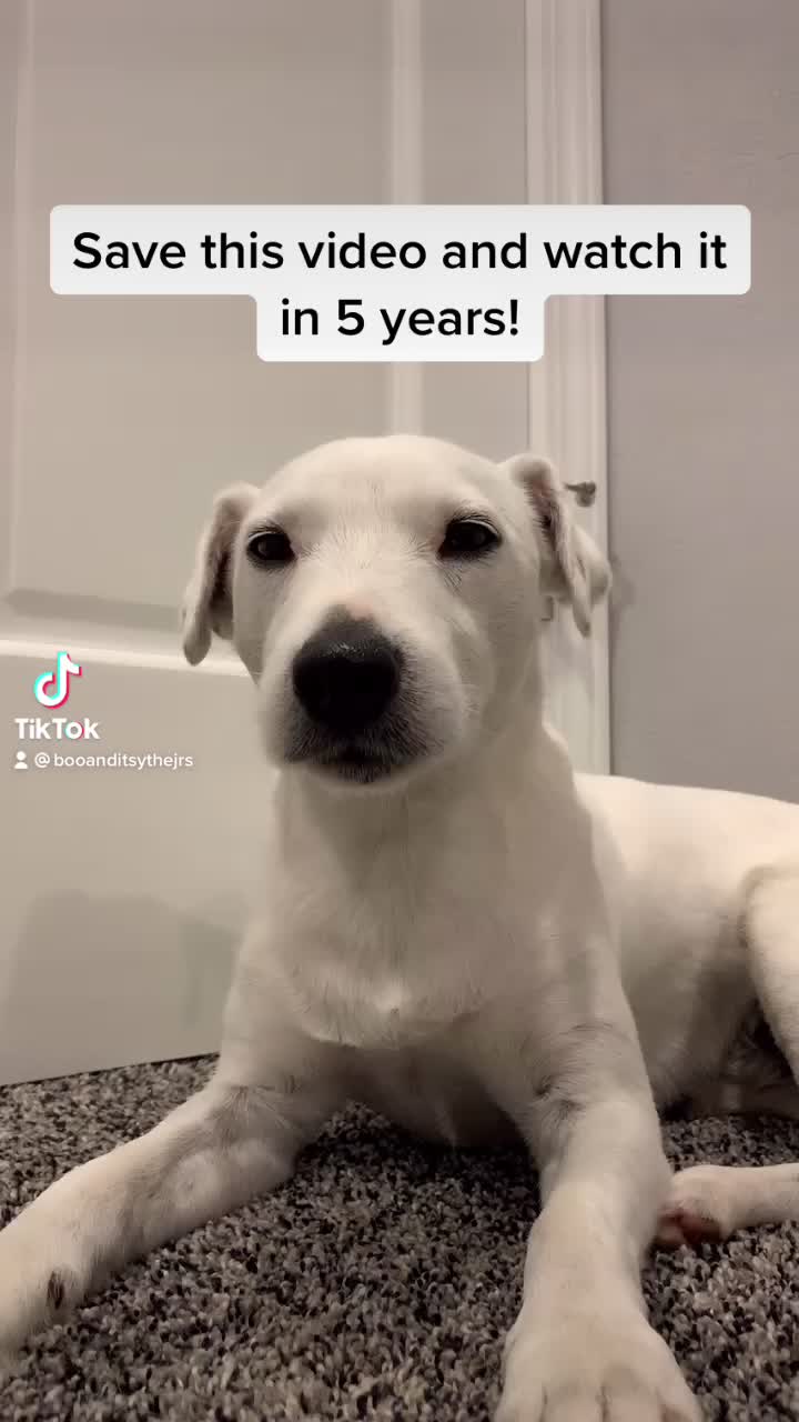 @A dog and his owner