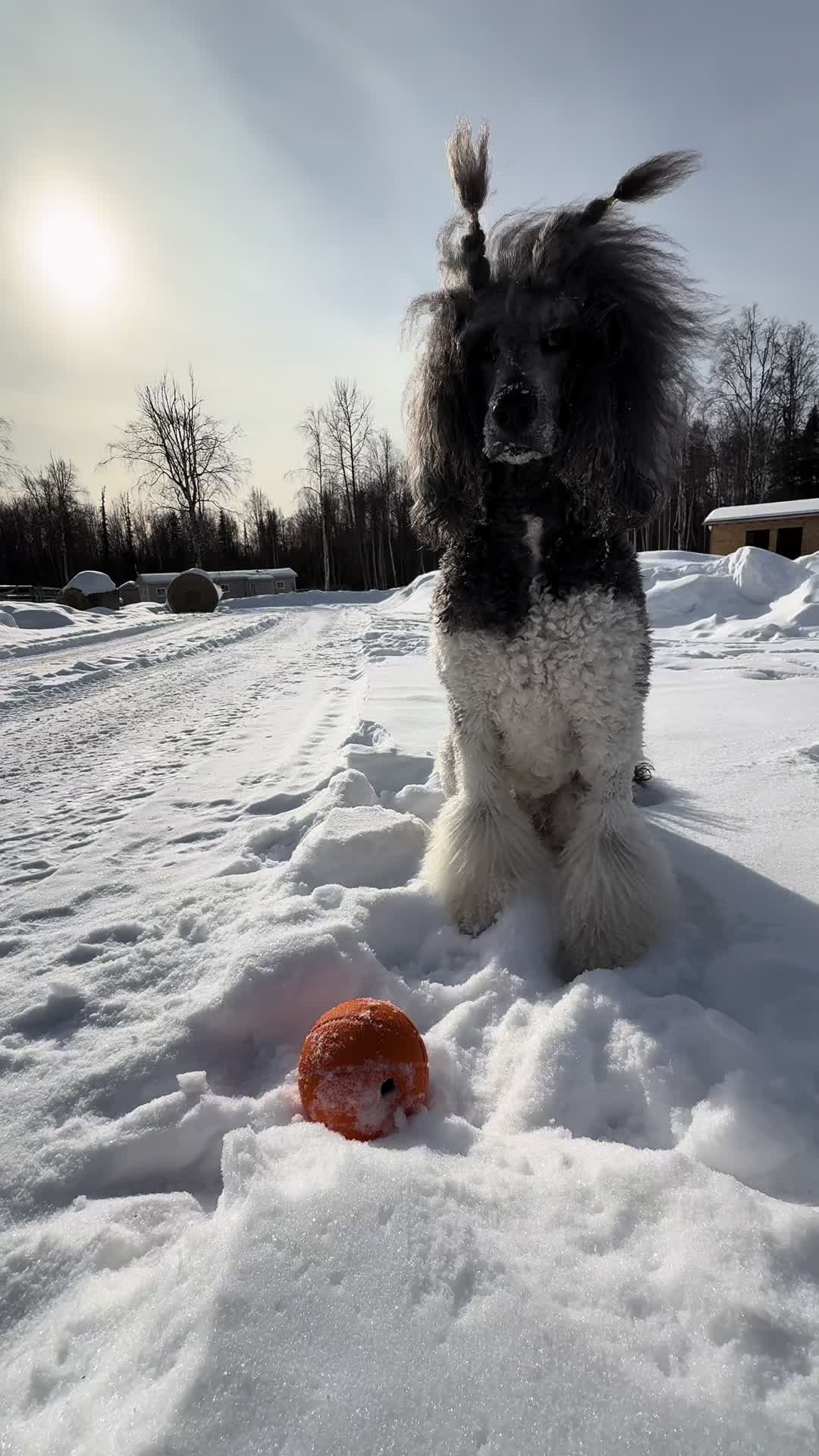 @Luxe The Adventure Poodle