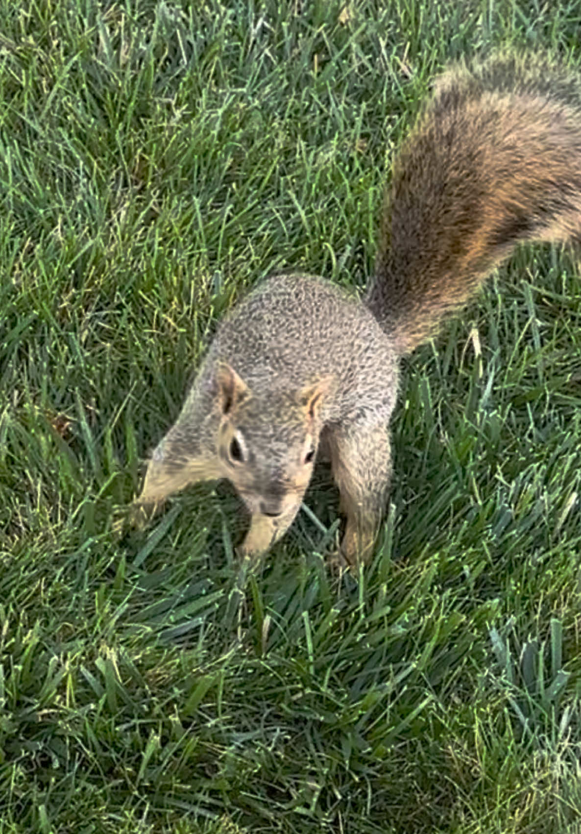 @Squirrel Guy