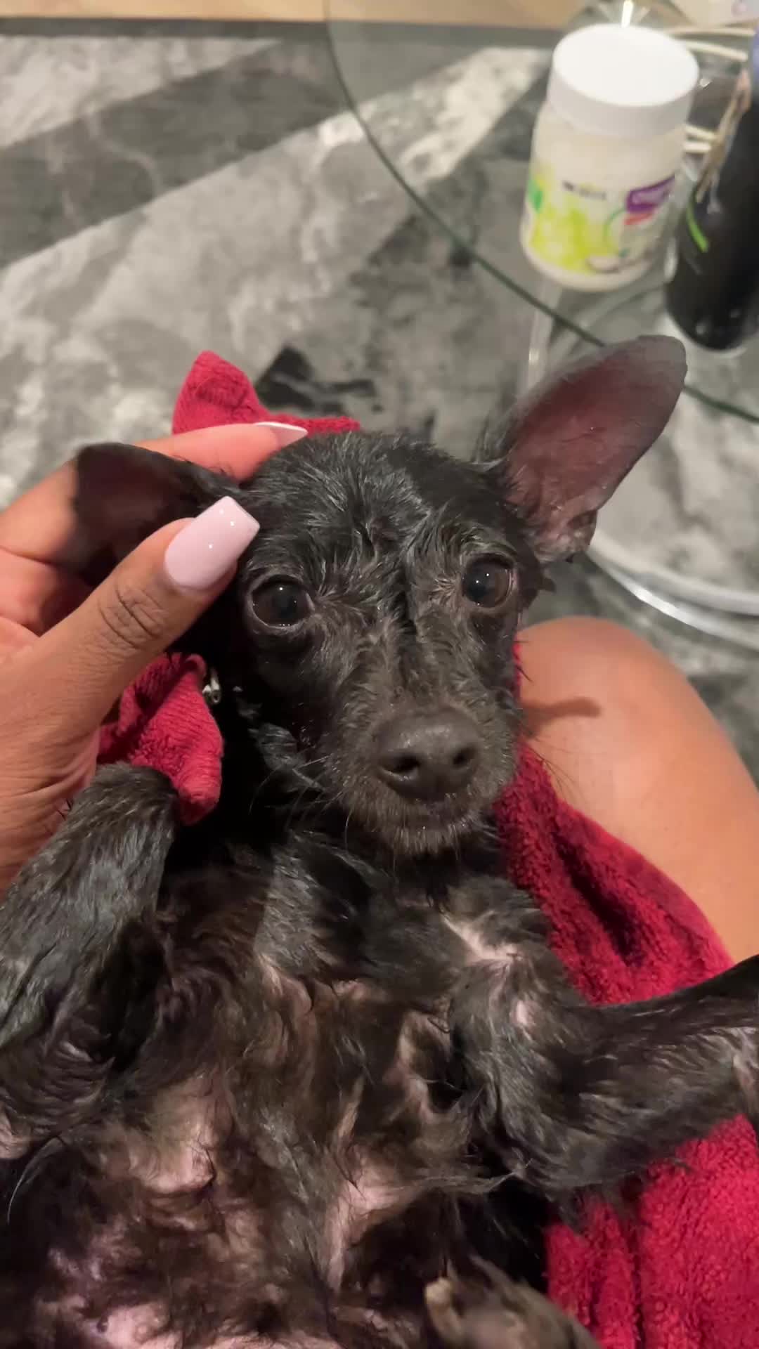 @Blackjack_Chihuahua