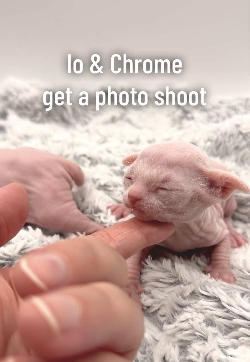 @Boba’s Buds Minskin Cats