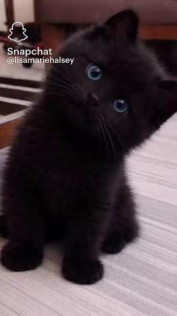 @adzaa_bennitacharley78
