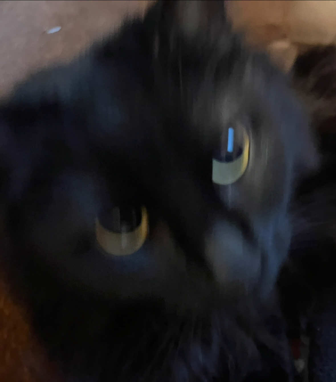 @NICO NATION 🐈⬛