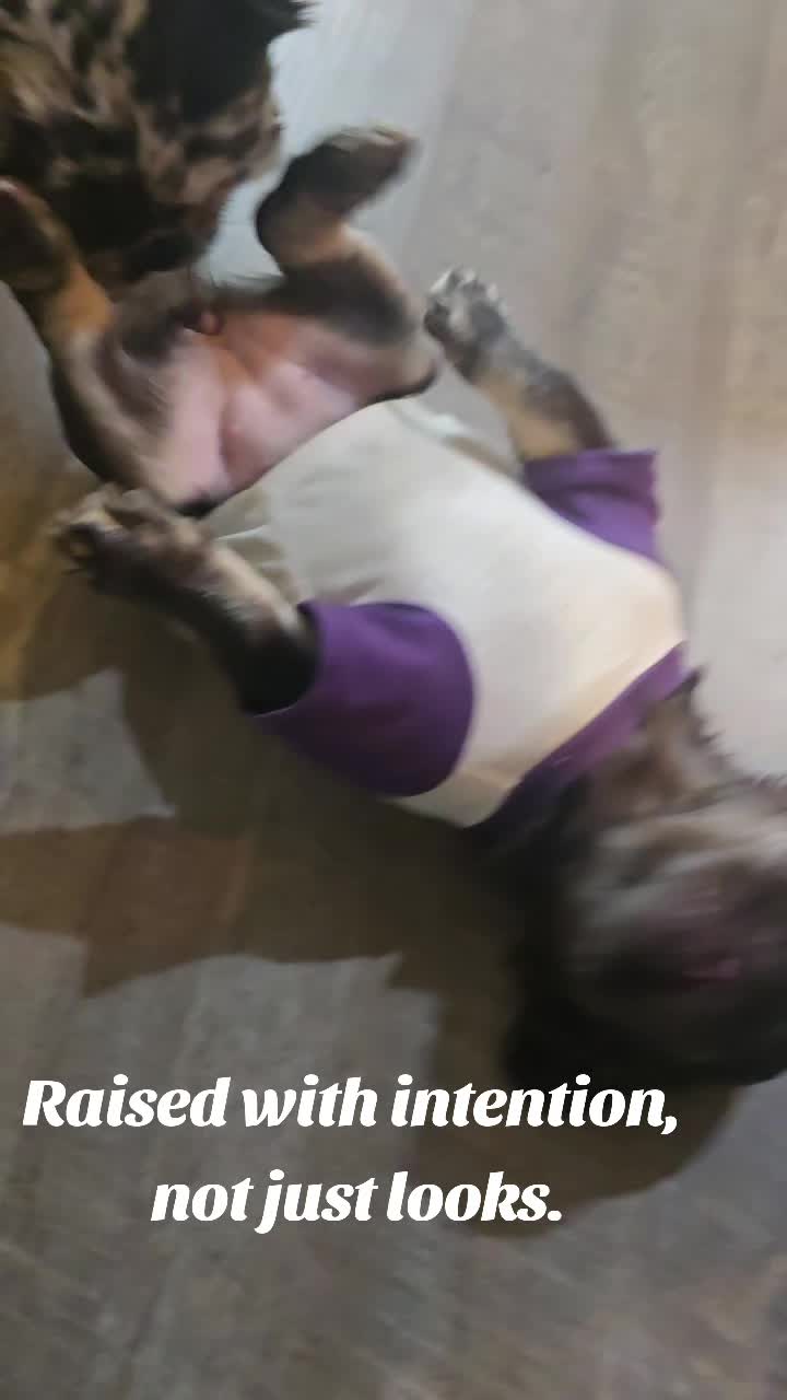 @luxuryfrenchiesbyyuni