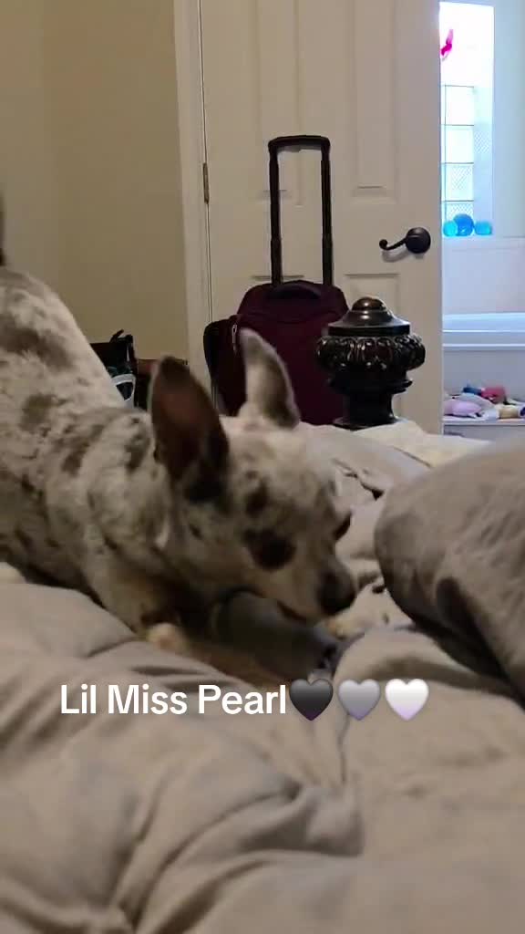 @409texasbred