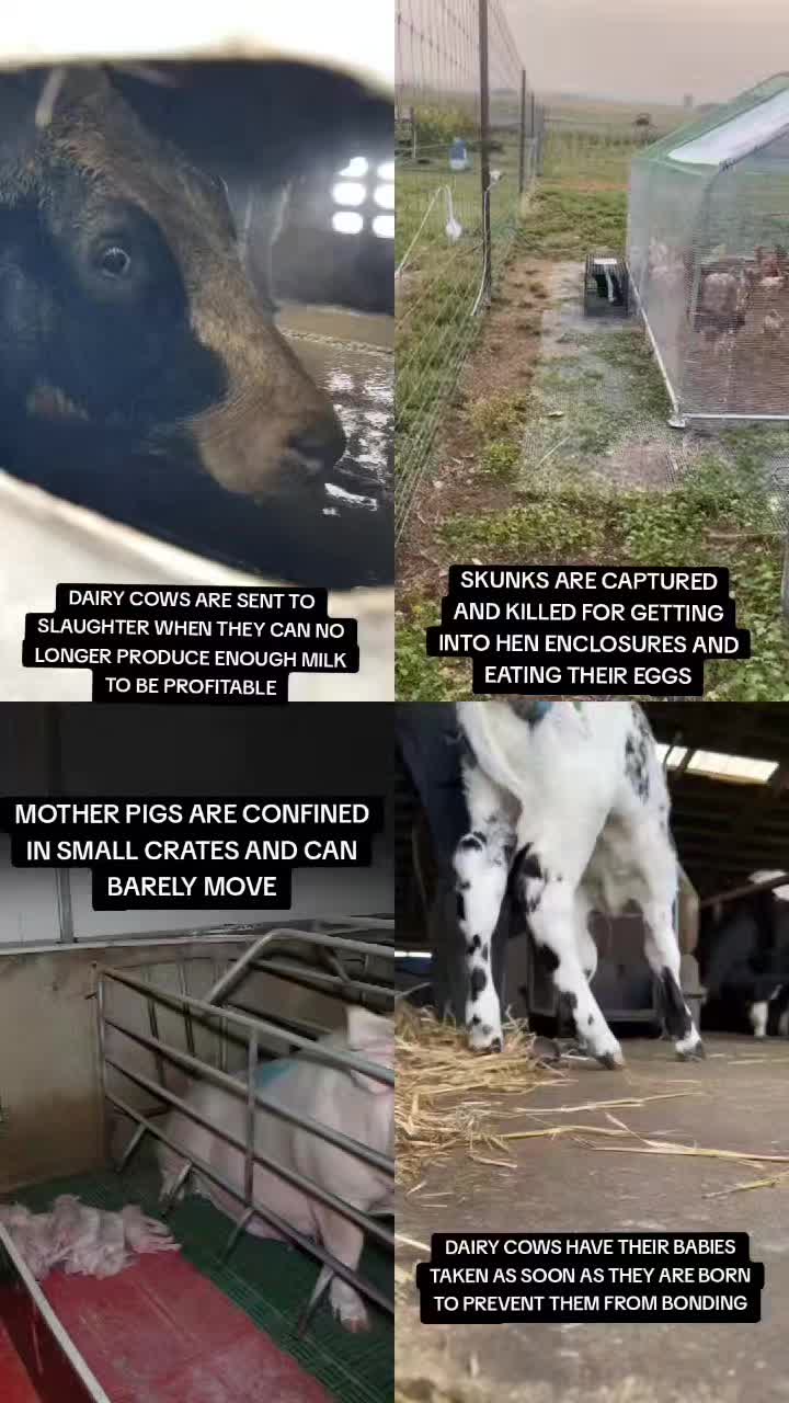 @advocate4animals