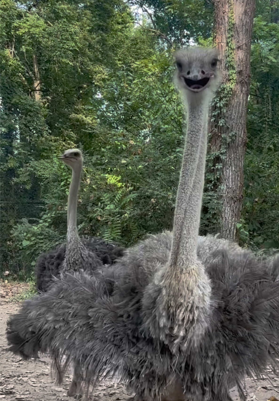 @memphiszoo