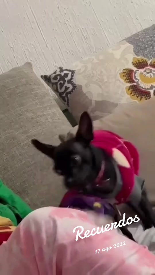 @ChannelyLuna🐕🐩
