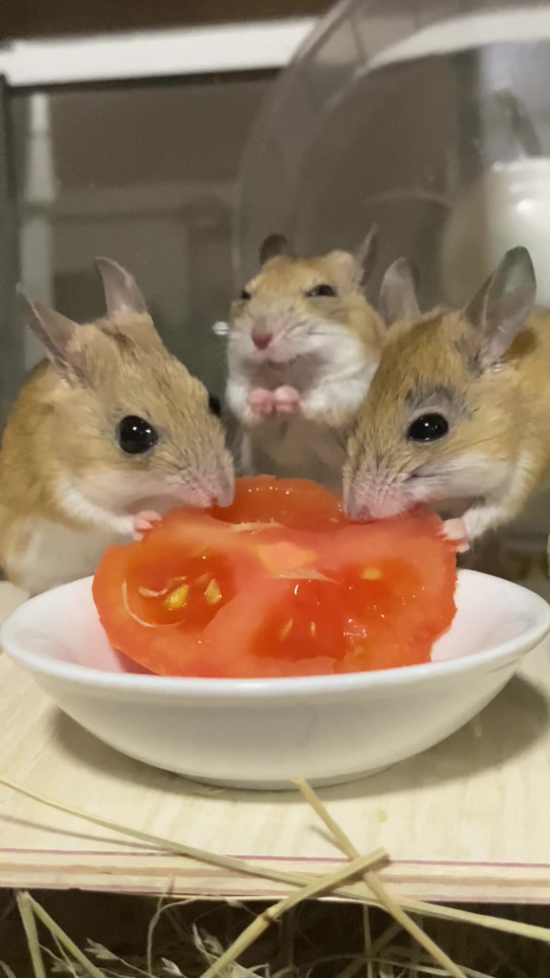 @ThatMouseGirl♡