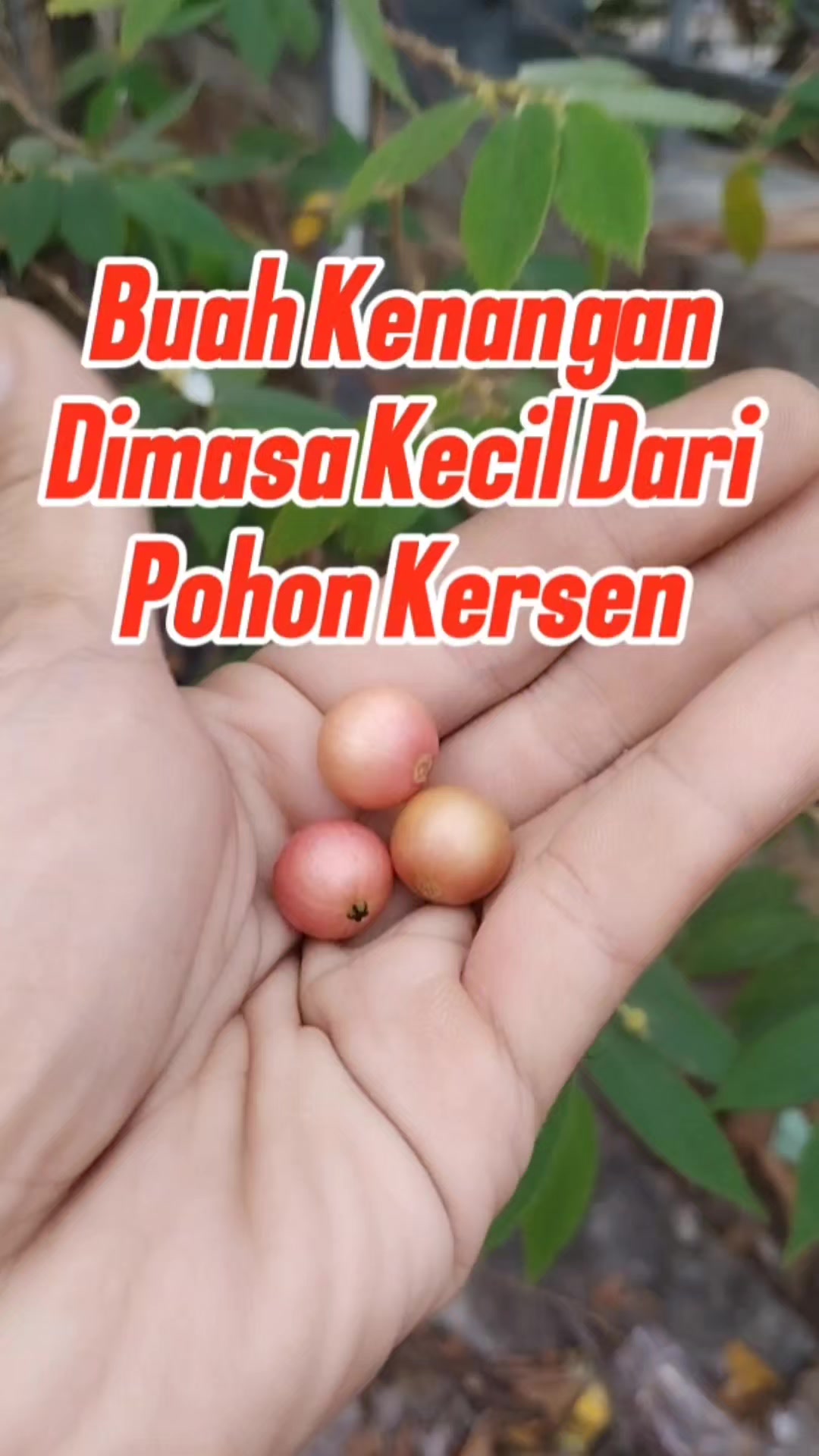 @Bukit Farming