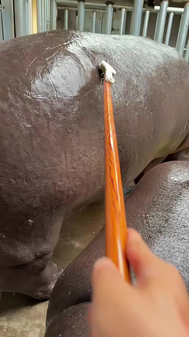@Hippo