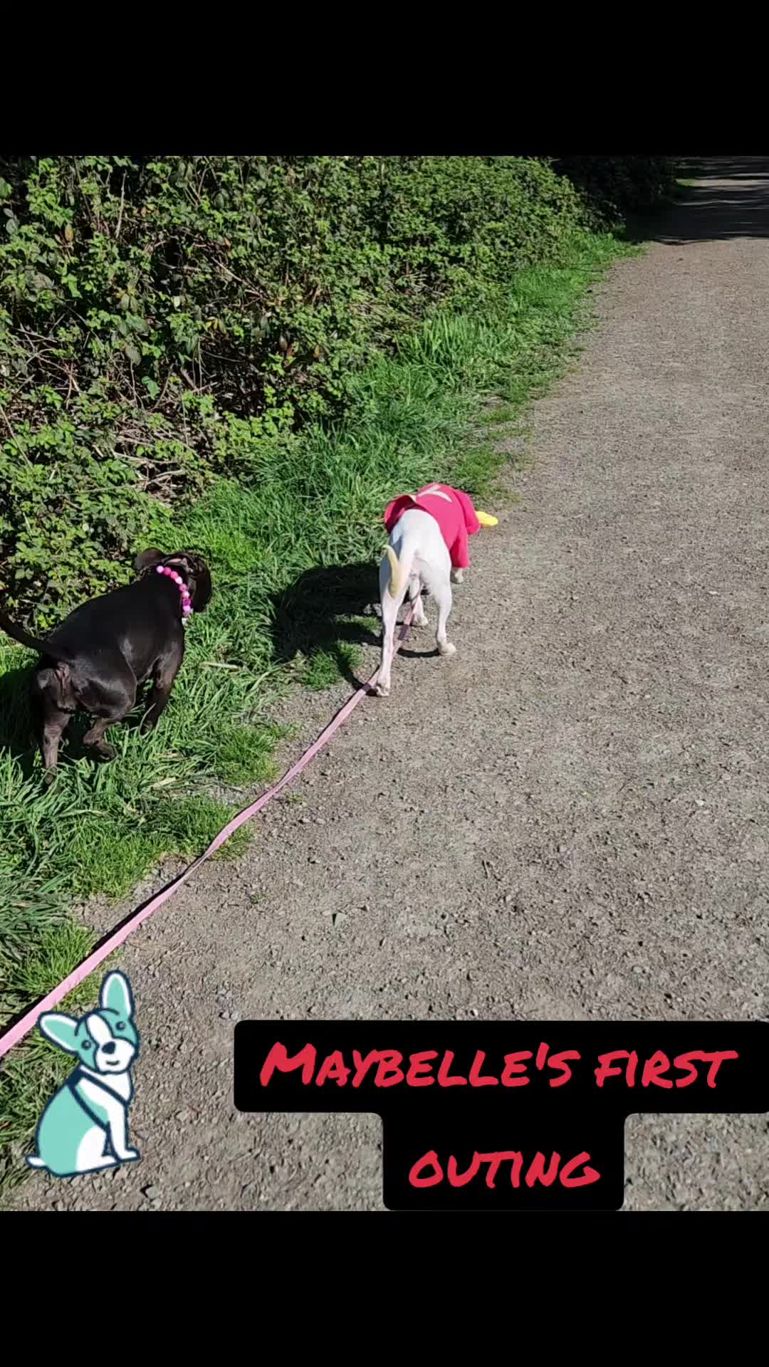 @bigbadscarypitbulls