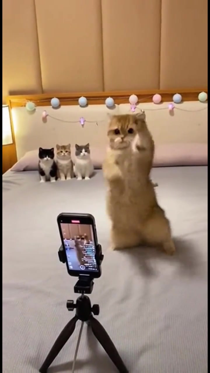 @pet home
