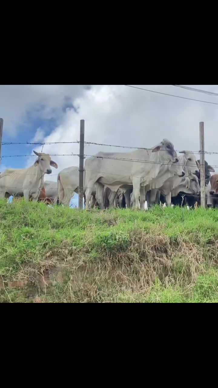 @ganader&iacute;a🐮 y caballo🐴☠️