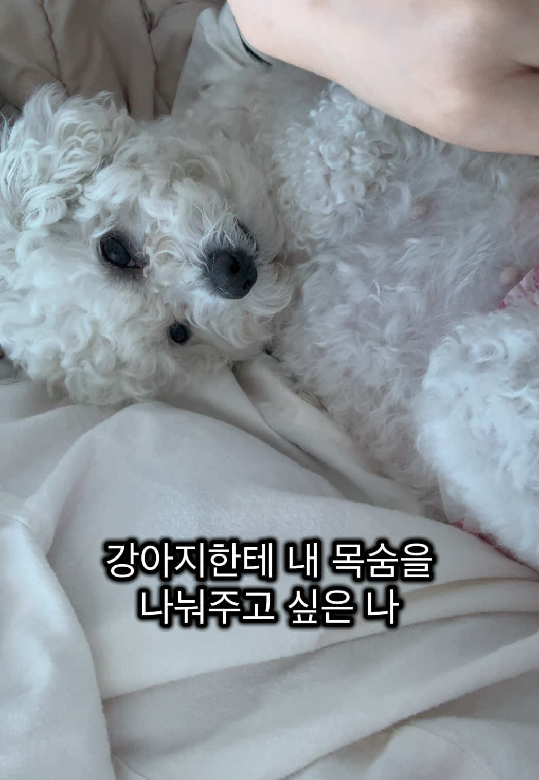 @한조니 Shelly