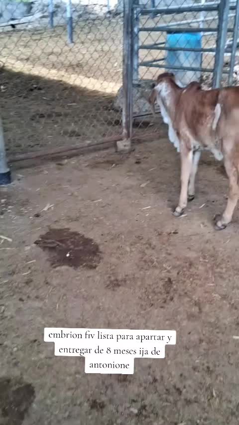 @Rancho El guanaco