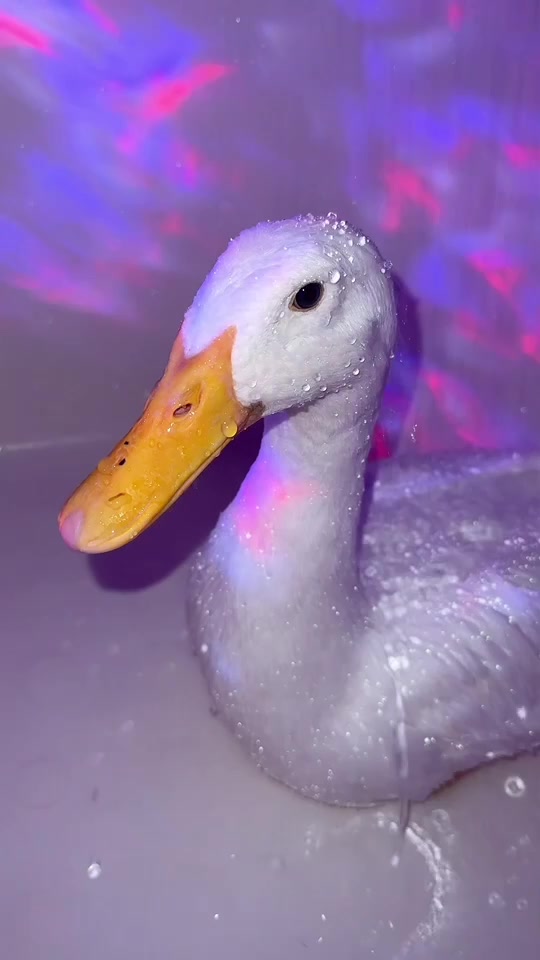 @quakduo