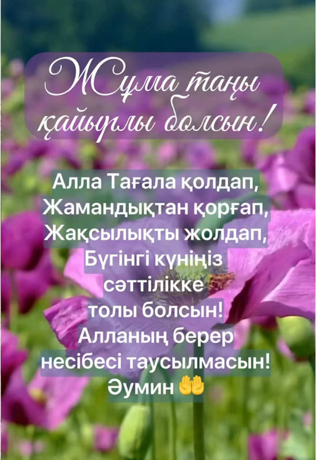 @aray_dinasil