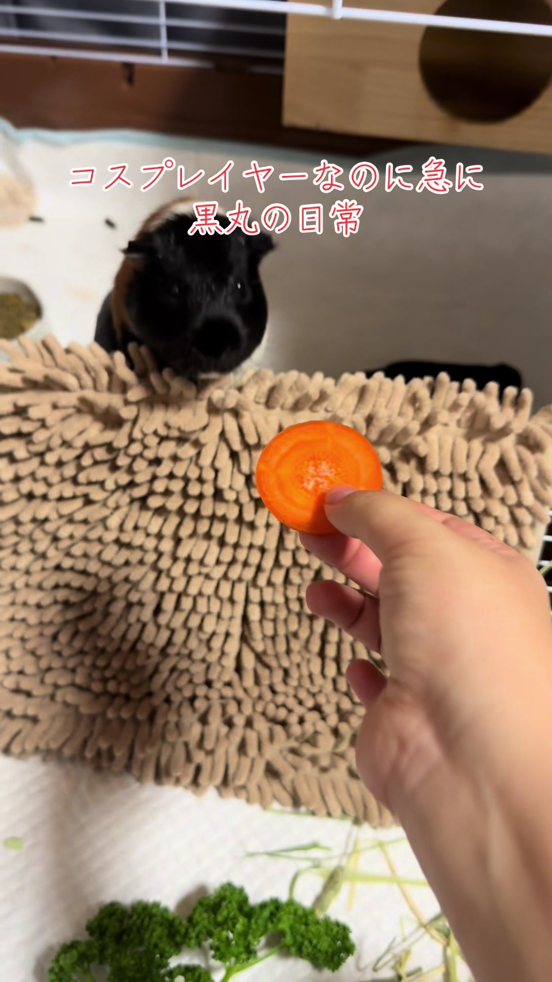 @アシシ