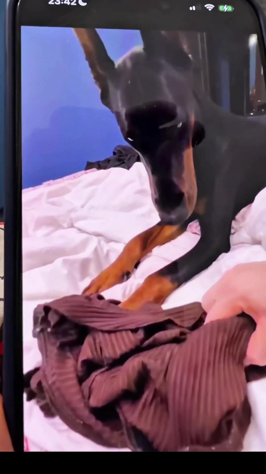 @Djudi_Doberman