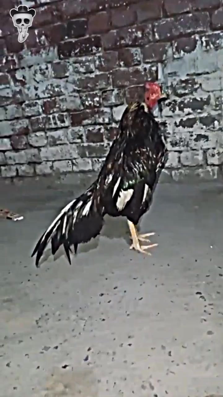 @🥷عـلی حیدر بٹــــــــ" ۔۳۳۳〽️
