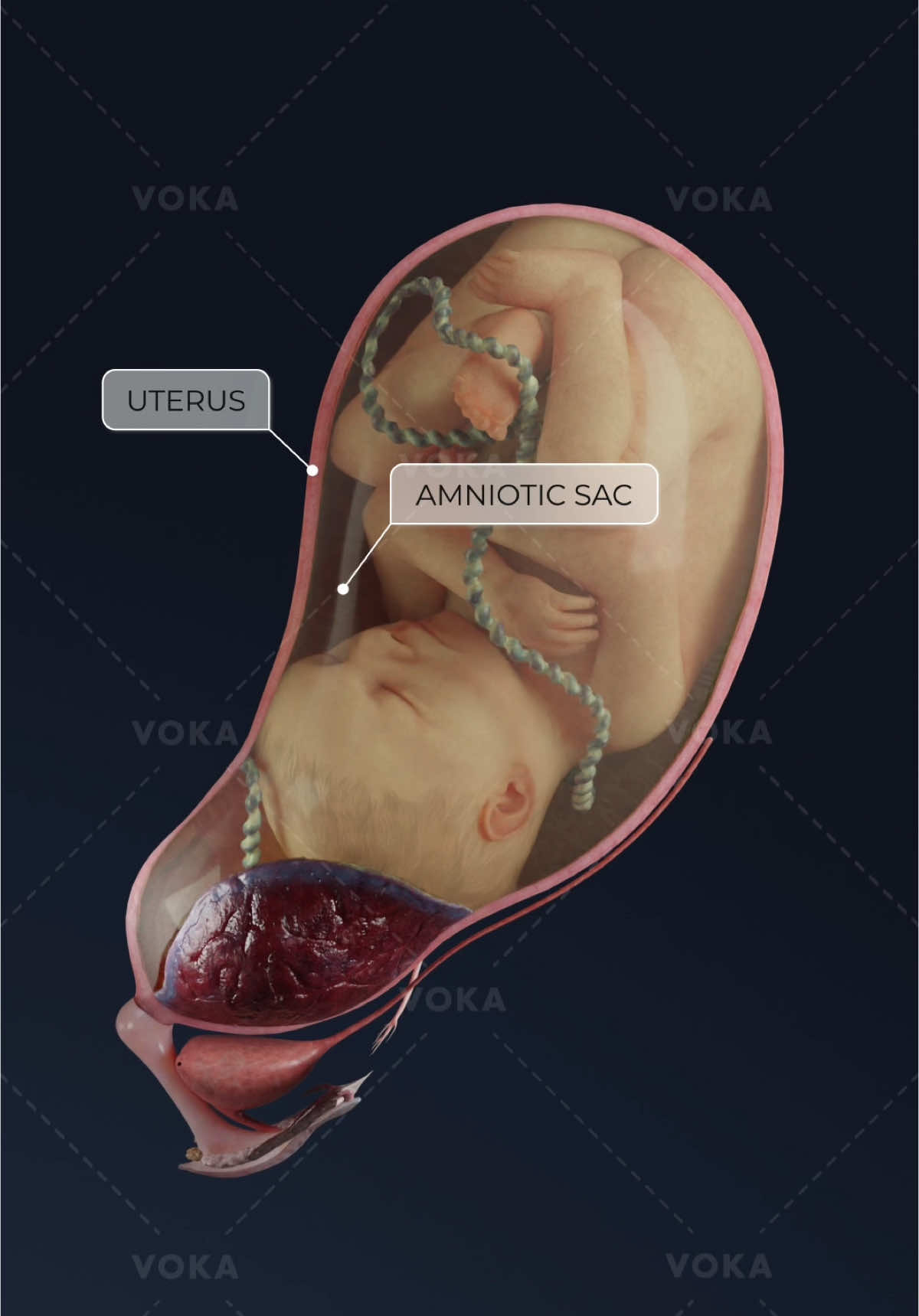 @VOKA 3D Anatomy & Pathology