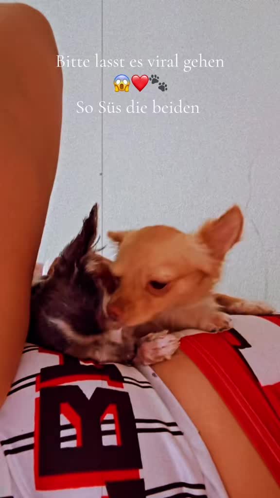 @Dogoargentino_mami