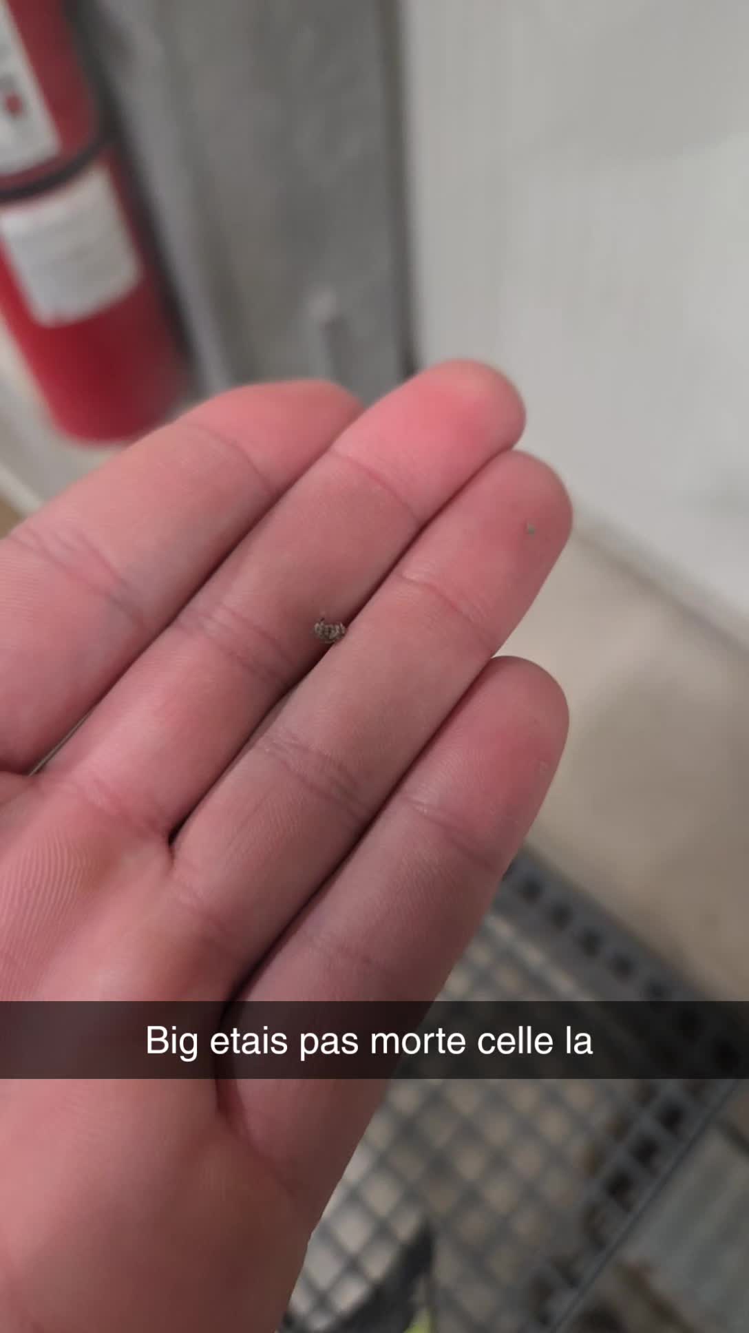 @nicoo