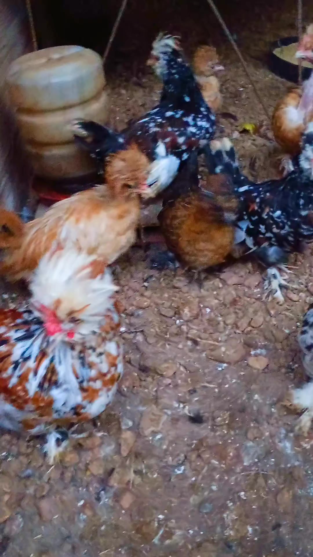 @🐔CRIAT&Oacute;RIO MZ🐓