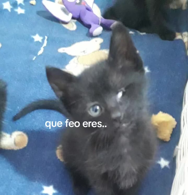 @braiii