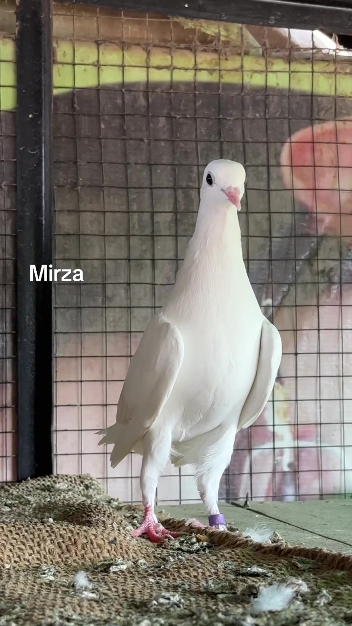 @Mirza Yar Mirza Yar