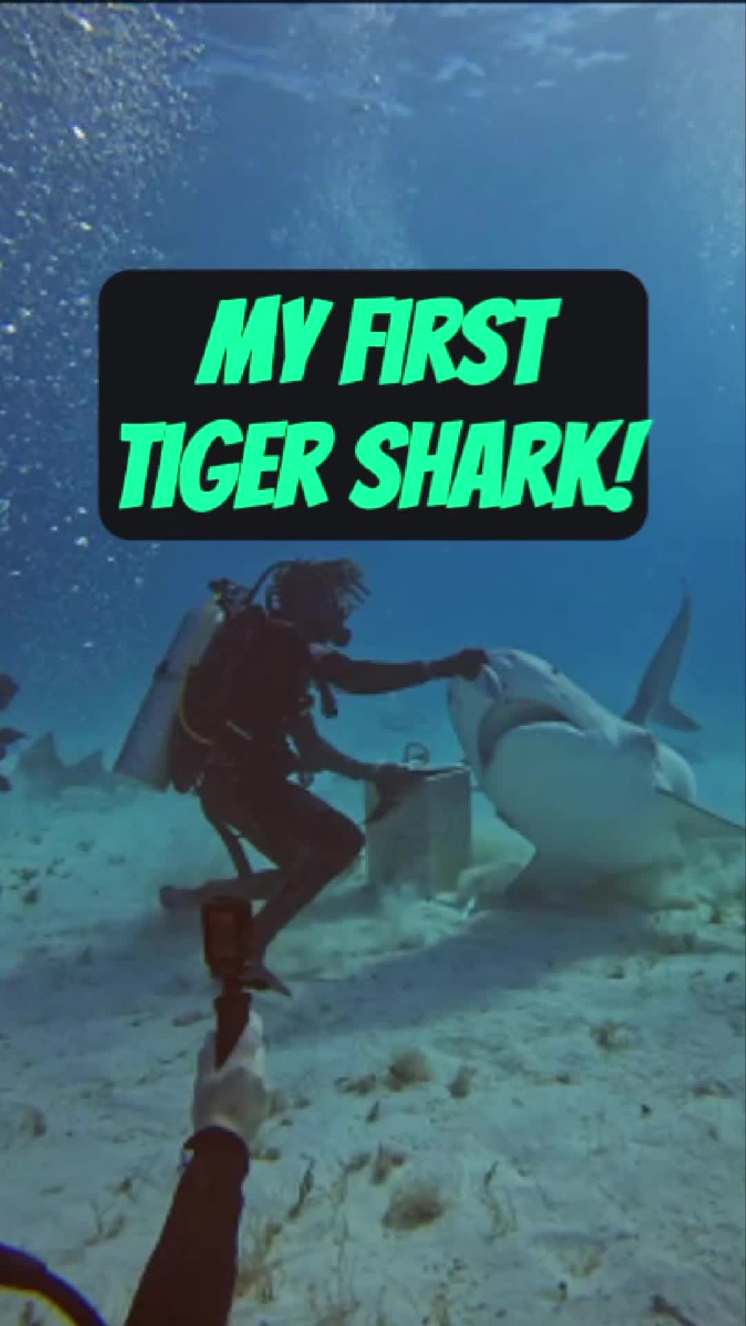 @Shark Geek