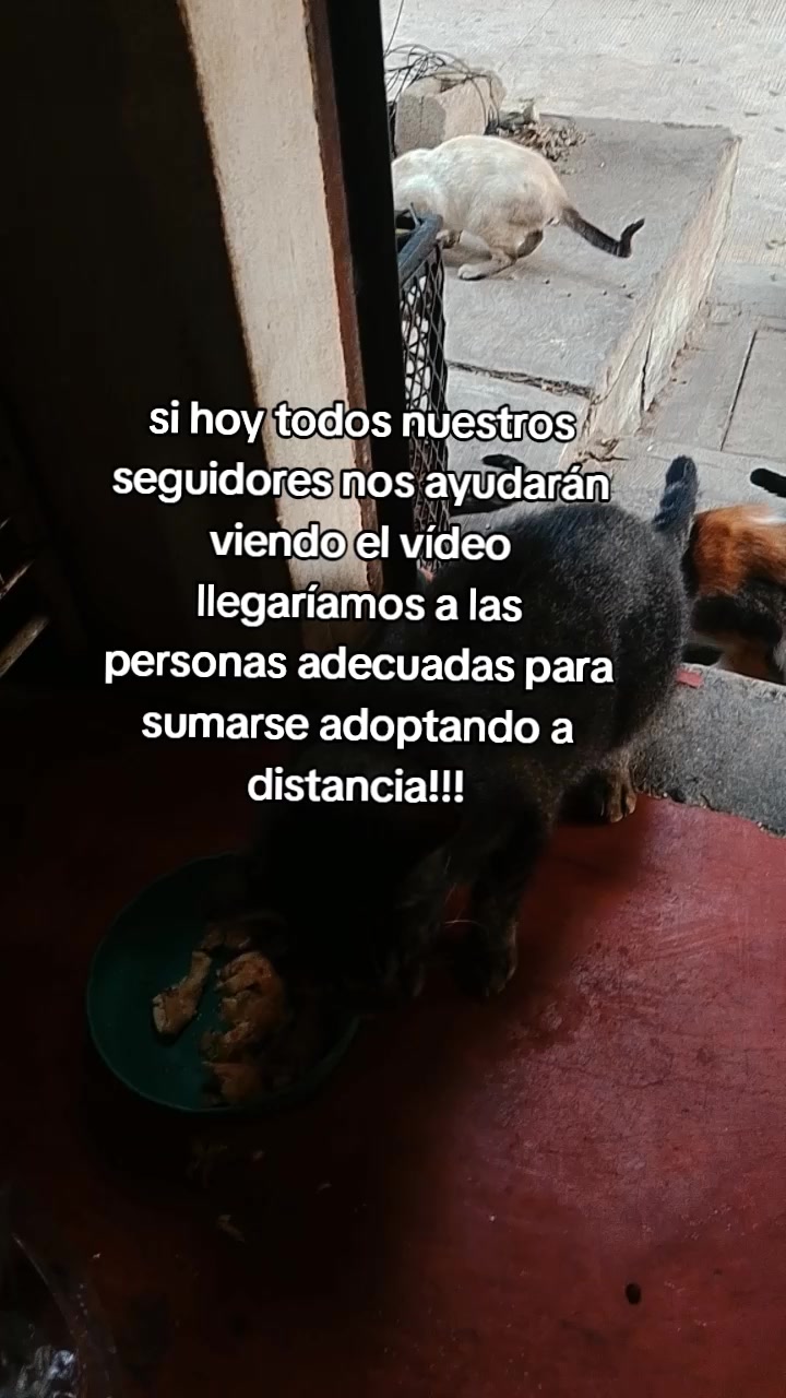 @Adriana Torres ACTUE